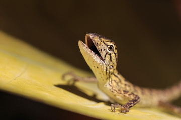 Lizard on tree leaf