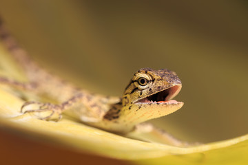 Lizard on tree leaf