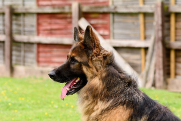 German Shepherd portrait