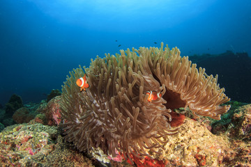 Nemo fish (Clownfish Anemonefish)