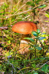 mushroom in the forest