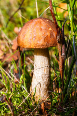 mushroom in the forest
