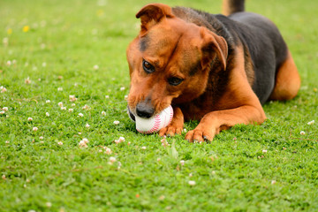 Dog chewing on baseball