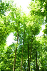 Beautiful trees in forest