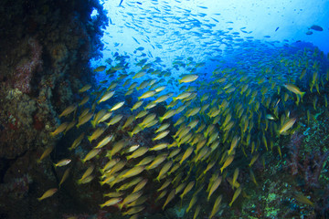 Fototapeta na wymiar Fish school underwater