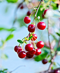 Cherries red on branch with sky