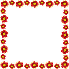 Frame of red flower isolated on white background