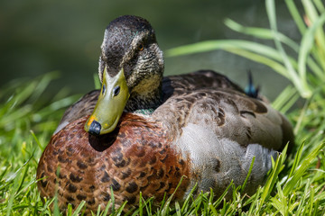 Male mallard duck (Anas platyrhynchos)