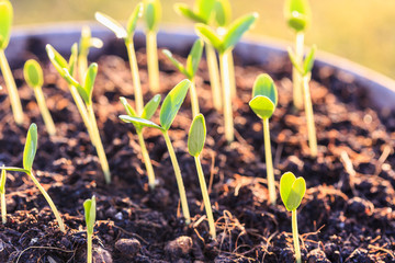 Young green plant in soil