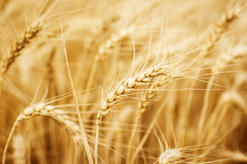 Wheat