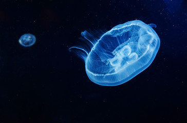 Naklejka na ściany i meble Closeup of Beautiful Moon Jellyfish