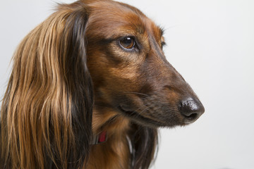 Junger Langhaardackel im Fotostudio