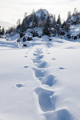 Footsteps on the snow