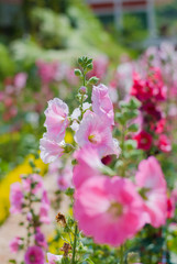 Obraz premium Hollyhock
