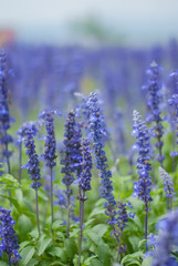 Blue Salvia Plant