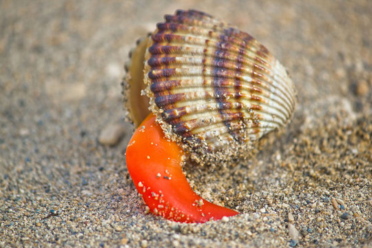 "Shell Out" Images – Browse 193,395 Stock Photos, Vectors, and Video ...