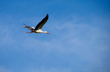 Flying stork