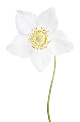 beautiful delicate flower isolated on white background