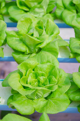 Butter head vegetable in hydroponic farm