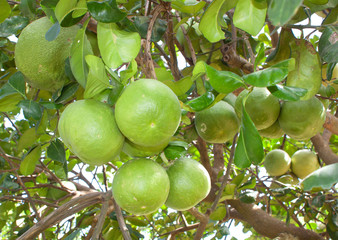 Pomelo fruit tree in the garden green.