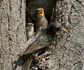 Common starling with chicks at the nest