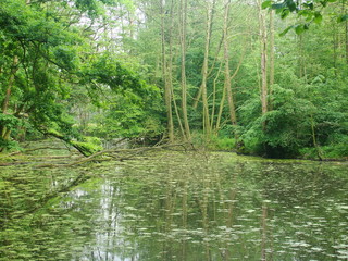 Wildnis pur