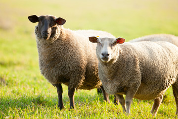Farm animals: sheep grazing on a lovely green pasture