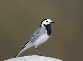 White Wagtail