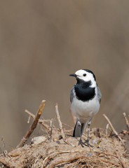 White Wagtail 