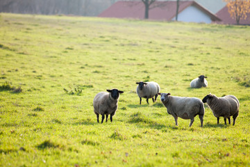 Fototapeta premium Farm animals: sheep grazing on a lovely green pasture