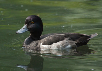 Tufted Duck 