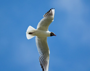 Black-headed Gull on the blue sky 