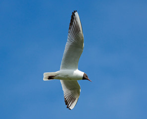 Black-headed Gull on the blue sky 