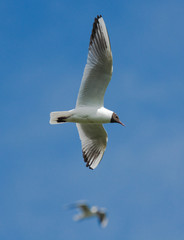 Black-headed Gull on the blue sky 