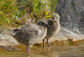 Chicks of Common Gull in the water