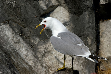 Common Gull on the stone