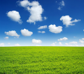 Obraz premium field