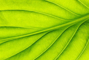 green leaf texture