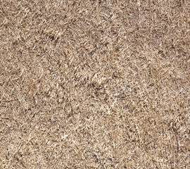 Dead grass background