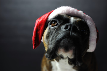 Hund mit Weihnachtsmütze