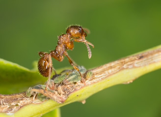 Find Similar Images Red ant, Myrmica on aphids polishing