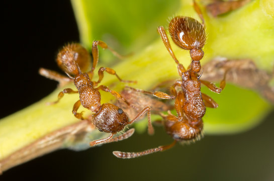 Red ants, Myrmica, extreme close-up with high magnification