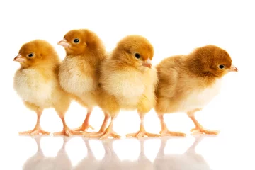 Selbstklebende Fototapete Hähnchen Foto von kleinen süßen Hühnern