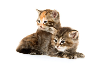 Two cute kittens