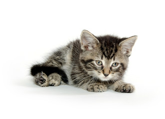 Cute tabby kitten on white