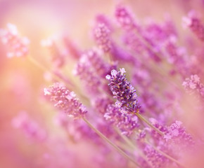 Lavender flower