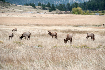 Obraz na płótnie Canvas North American elk cow