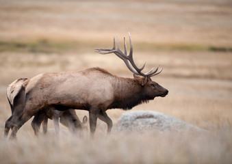 North American elk cow