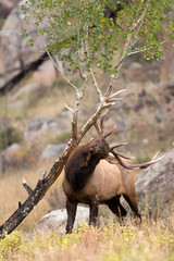North American elk