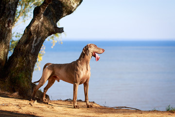 Obraz na płótnie Canvas weimaraner dog
